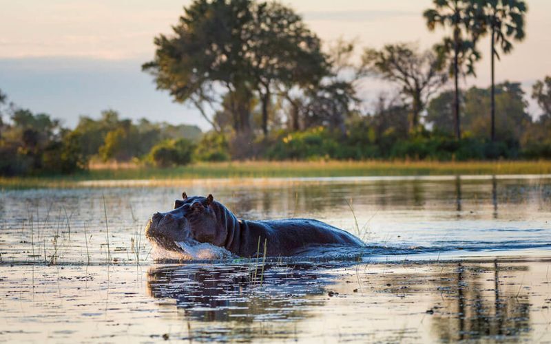 Hippopotamus