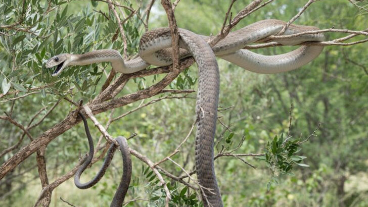11 African Animals That Kill More People Than Lions Do