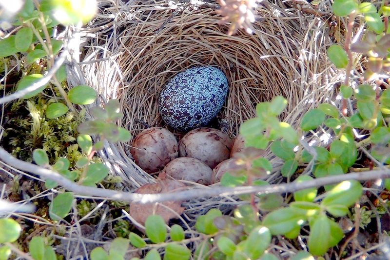Cuckoo Bird