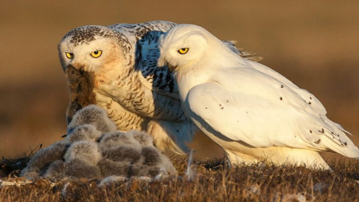 11 Animal Parents That Abandon Their Young—For a Good Reason