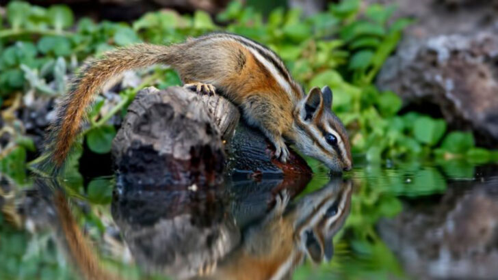 11 Backyard Animals That Become More Active in Summer