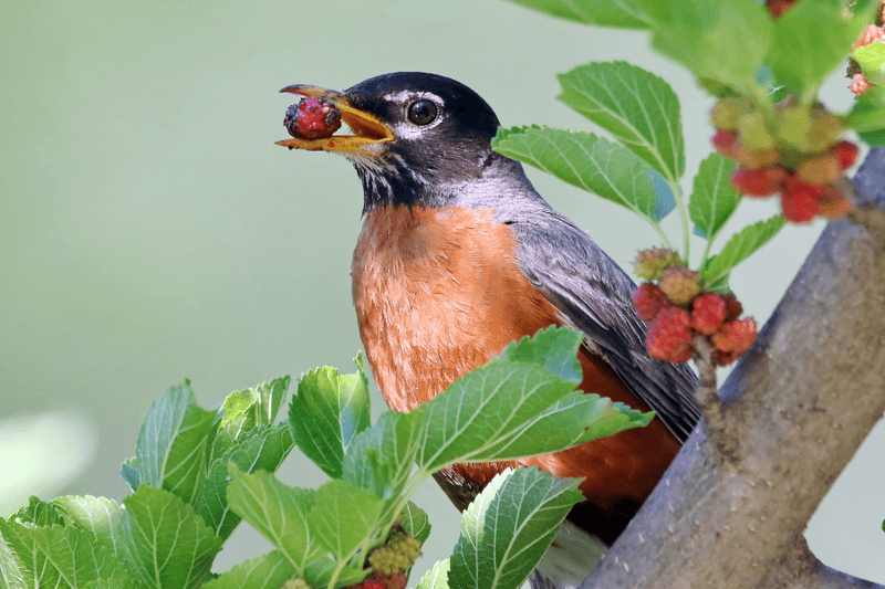American Robin
