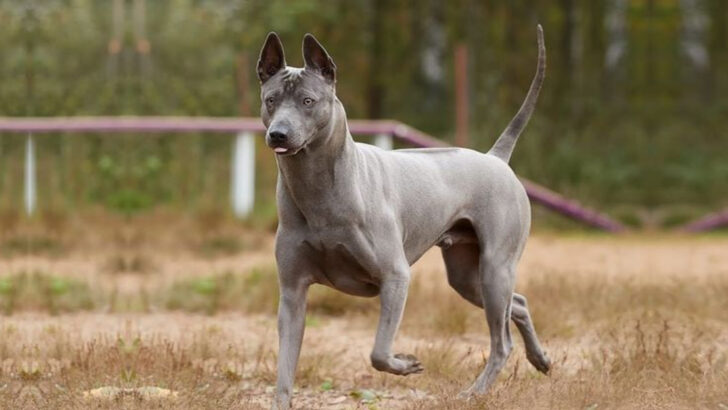 11 Beautiful Silver Dog Breeds With Unique Charm