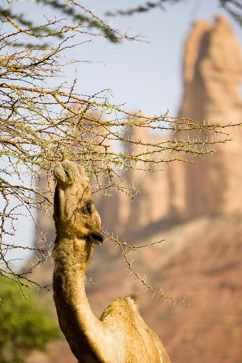 Thorny Bushes