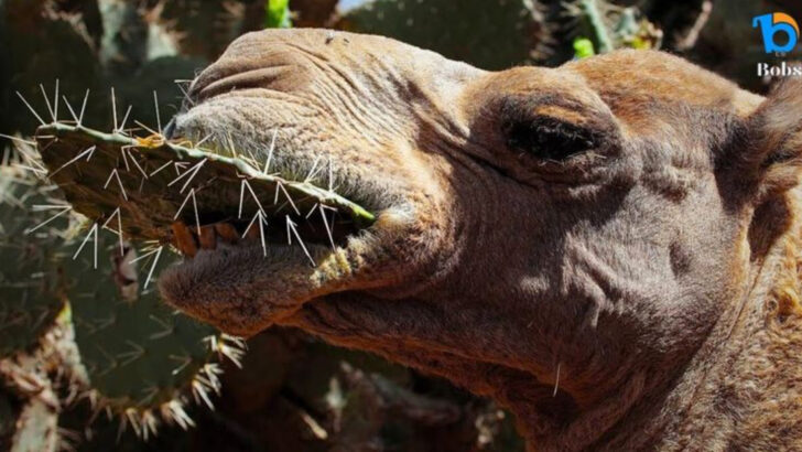 11 Bizarre Things Camels Eat to Survive the World’s Harshest Deserts