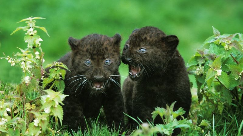 Black Panther