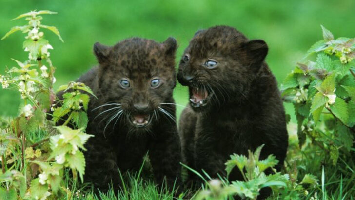 11 Black-Coated Animals Whose Color Helps Them Survive in the Wild
