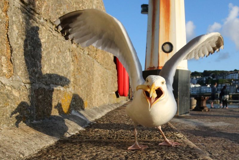 Seagulls Use Tools
