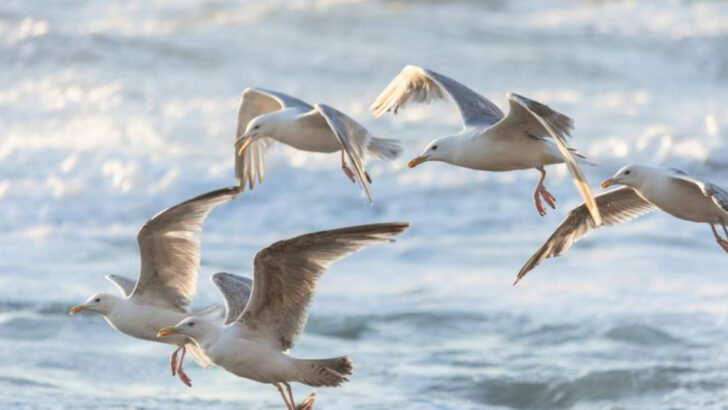 11 Cool Facts About Seagulls That Make Them More Than Just Beach Birds