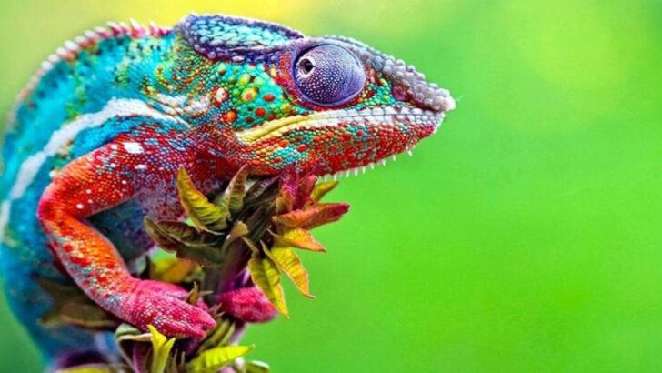 11 Creatures So Colorful They Look Photoshopped—But They’re Real