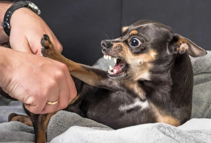 Chihuahua
