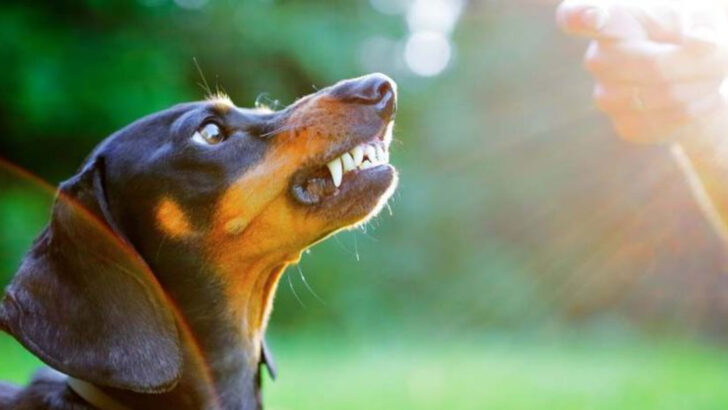 11 Dog Breeds with a Reputation for Sudden Aggression—And Why It Happens