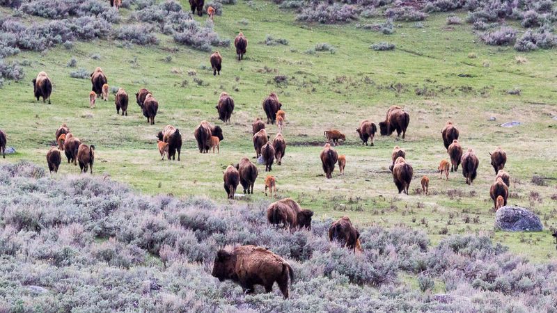 Yellowstone National Park
