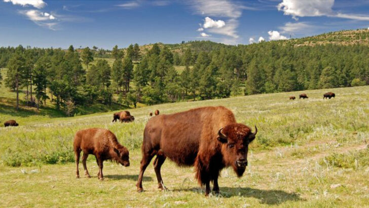 11 National Parks Where You Can Spot Majestic Wild Bison Roaming Free