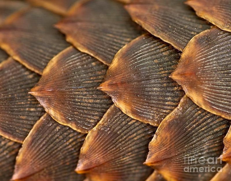 Pangolin Scales