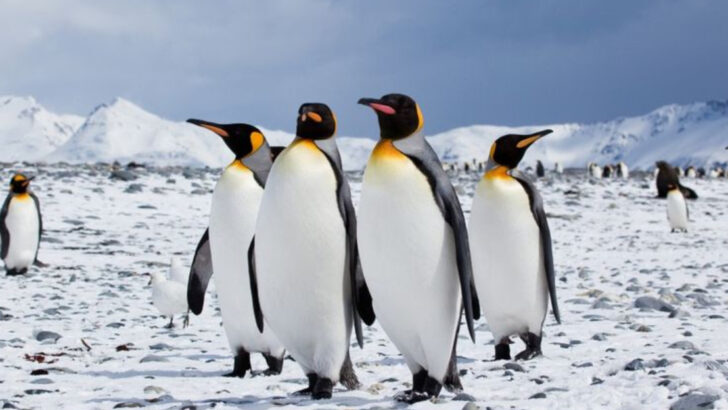 11 Penguins and Their Unexpected Survival Tricks in the Harshest Climates