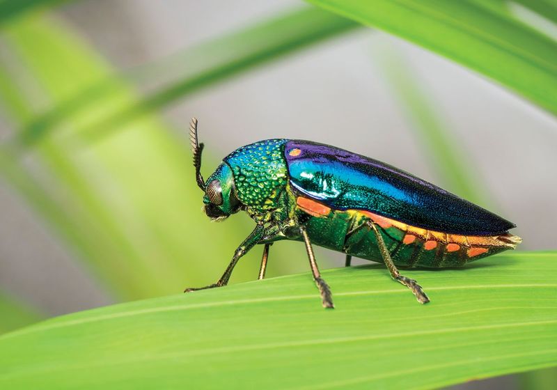 Iridescent Colors