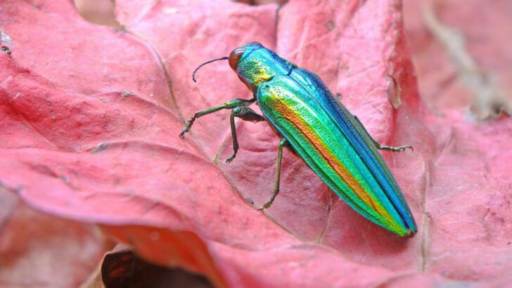 11 Reasons the Jewel Beetle Is One of Nature’s Most Beautiful Bugs