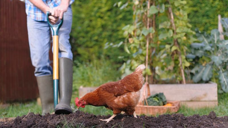 Natural Pest Control