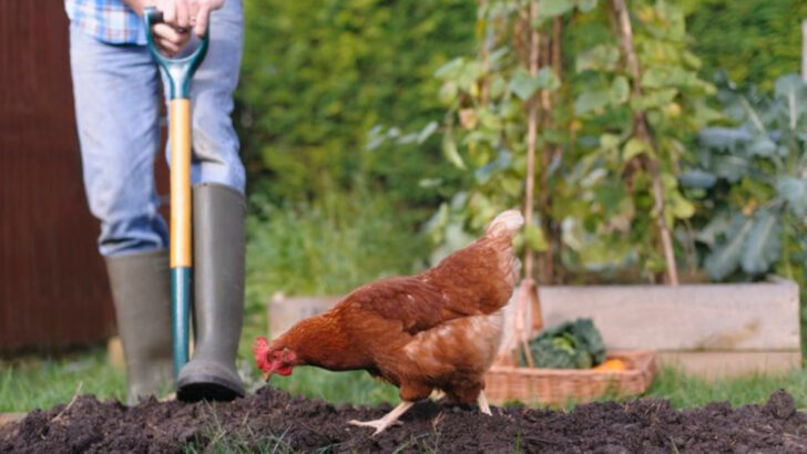 11 Reasons to Raise Backyard Chickens (Besides the Eggs!)