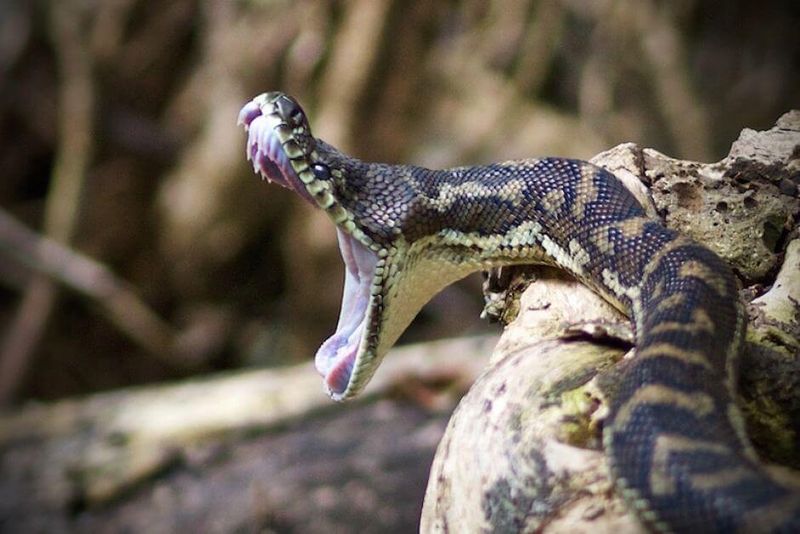 Snakes Are Aggressive
