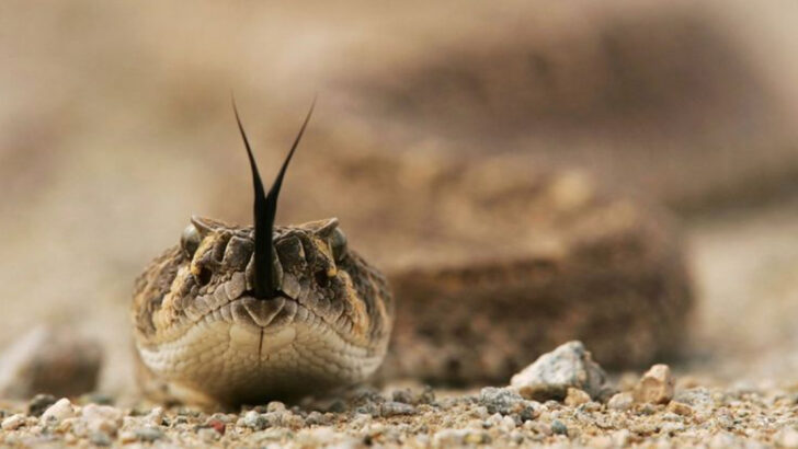11 Snake Myths Everyone Still Believes (But Shouldn’t)
