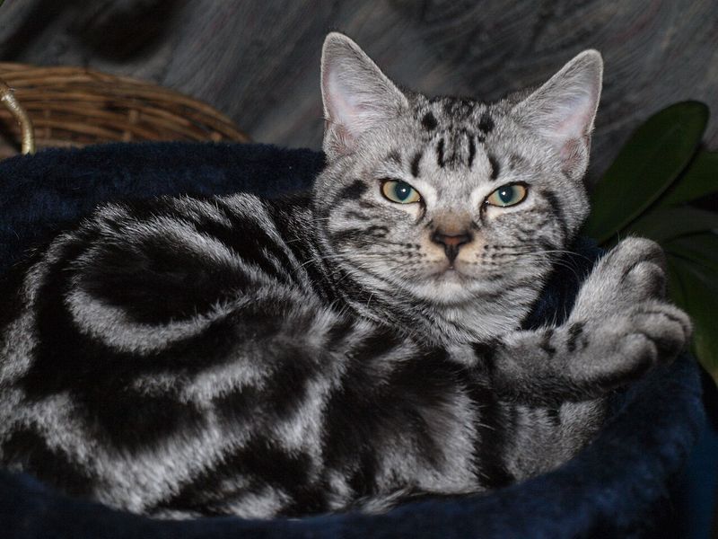 Classic Tabby (Blotched Tabby)