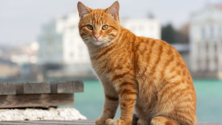 11 Stunning Tabby Cat Patterns—And What Each One Really Means