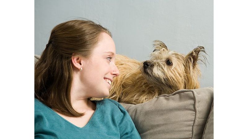 Dogs