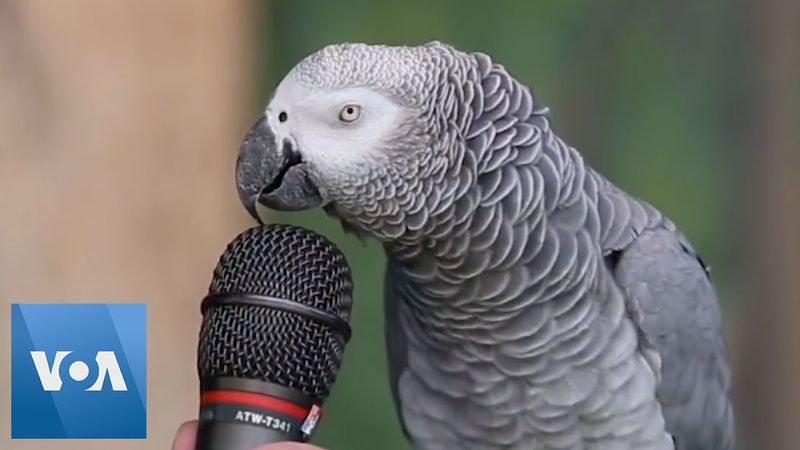 African Grey Parrot