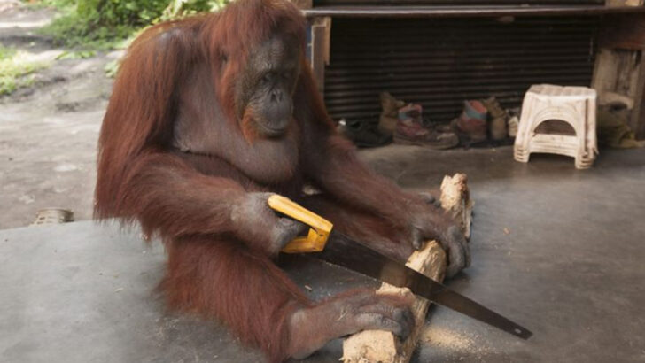 12 Animals That Outsmart Toddlers—And Might Outsmart You Too