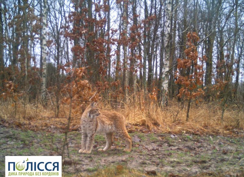 Eurasian Lynx