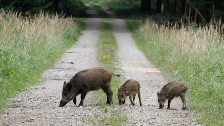 12 Animals That Thrive in Chernobyl—and Why That’s Not a Good Sign