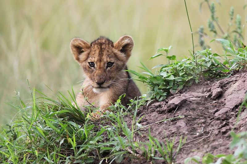 Lion Cub
