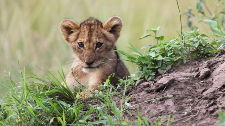 12 Baby Animals That Look Sweet—But Can Grow Into Serious Trouble