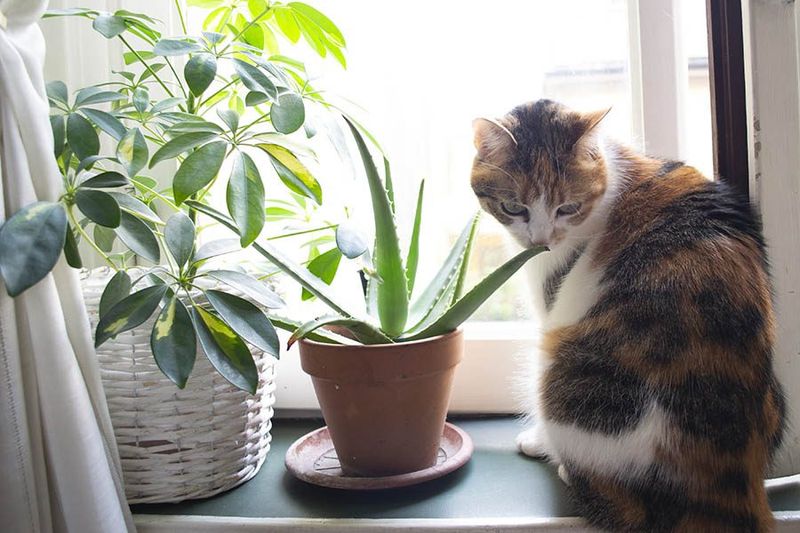 Aloe Vera