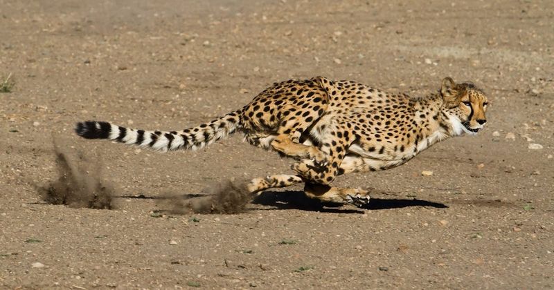 Cheetah