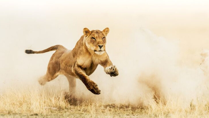 12 Creatures So Fast They Could Outrun a Racehorse