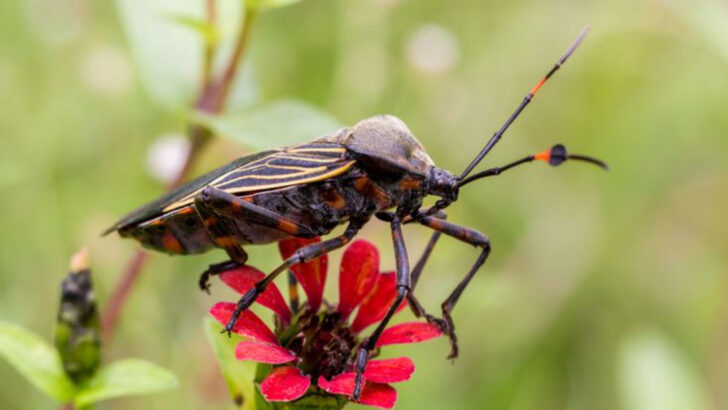 12 Dangerous Bugs Found in Everyday U.S. Backyards