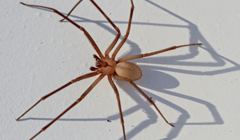 Brown Recluse Spider