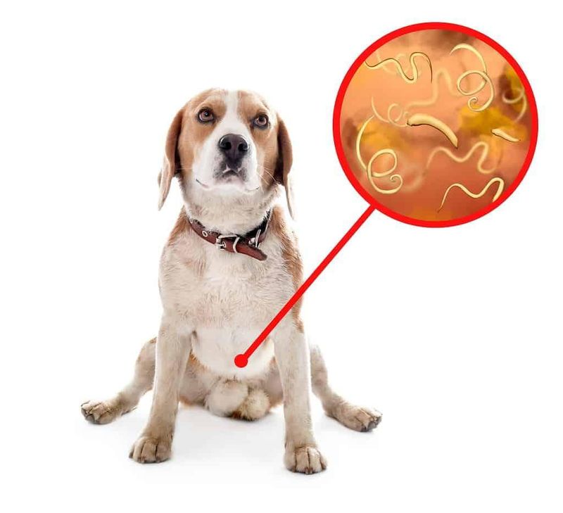 Understanding Roundworms