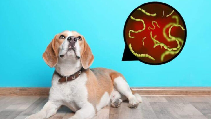 12 Essential Facts About Worms in Pets Every Owner Should Know