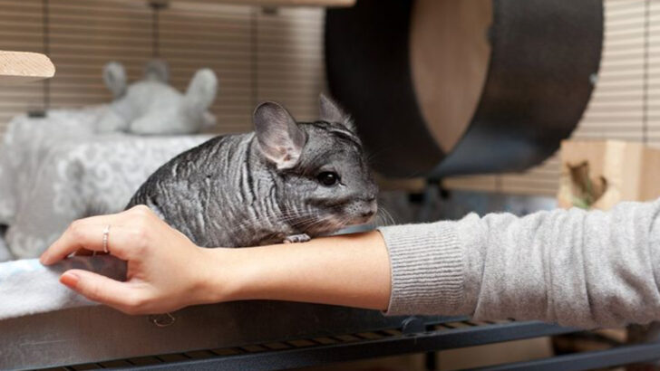 12 Expert Tips to Keep Your Chinchilla Healthy and Happy