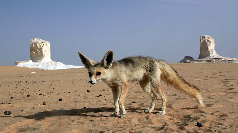 Fennec Fox