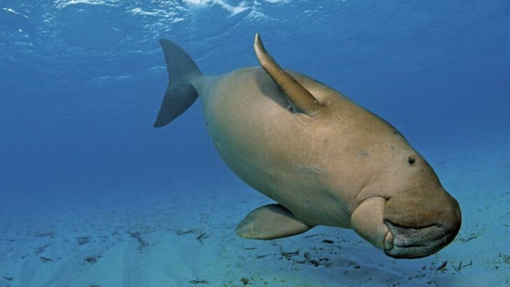 12 Fascinating Animals You Can Discover on a Trip to Egypt