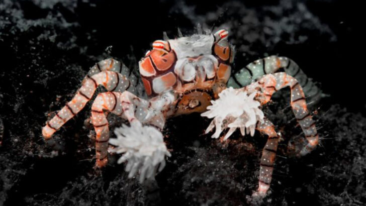 12 Fascinating Facts About the Adorable Pom Pom Crab You Need to Know