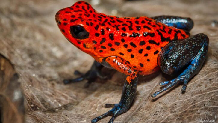 12 Frogs With Wild Colors—and Even Wilder Defenses