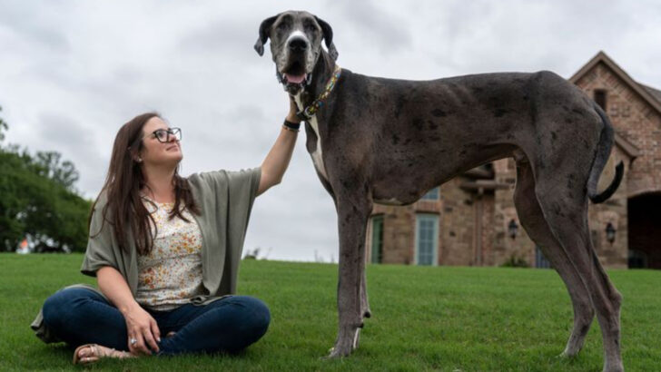 12 Giant Dog Breeds That Could Easily Look You in the Eye