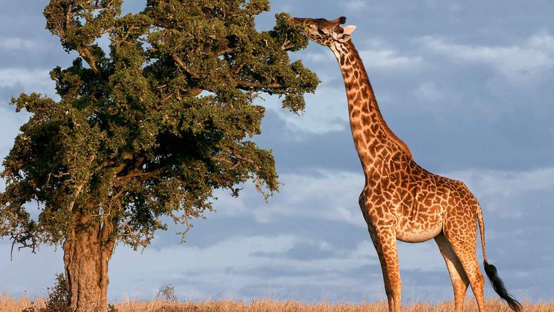 Giraffe: Tallest Animal