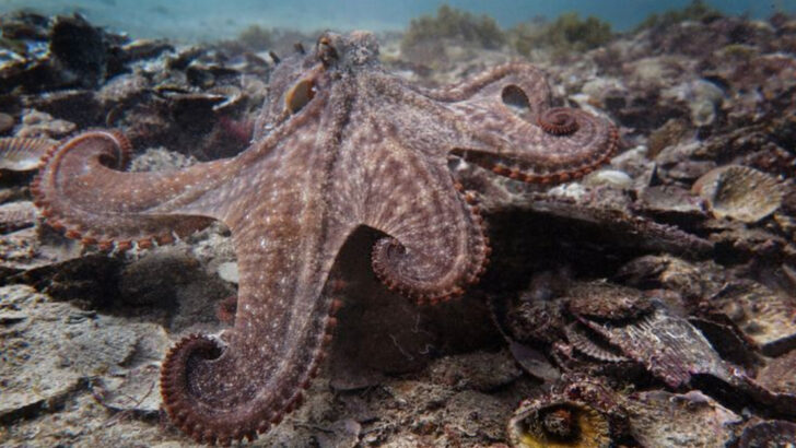 12 Mind-Blowing Facts About Octopuses That Will Change How You See the Ocean